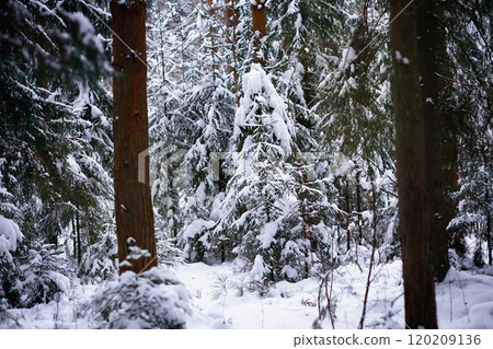 Winter landscape. Trees and plants covered with snow. The beauty of snow covered paths. Snowfall and cooling in tourist areas. Winter landscape. Trees and plants covered with snow. The beauty of snow covered paths. Snowfall and cooling in tourist areas. 120209136