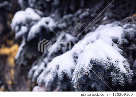 The forest is covered with snow. Frost and snowfall in the park. Winter snowy frosty landscape. 120209160