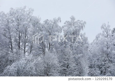 Winter snowy frosty landscape. The forest is covered with snow. Frost and fog in the park. 120209170