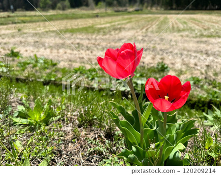 Red tulip flowers blooming beside a rice field Red tulip flowers blooming beside a rice field 120209214