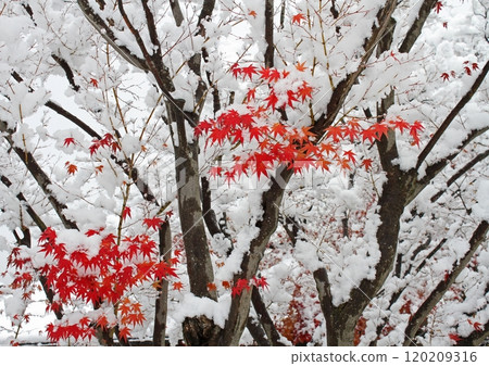 雪和秋天的落葉 120209316