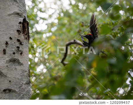 Kumagera Kumagera 120209437
