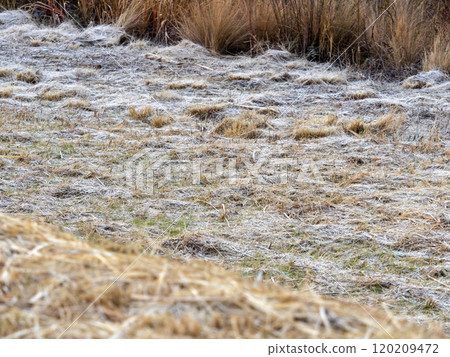 Frosted and frozen riverbed scenery Frosted and frozen riverbed scenery 120209472