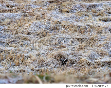 Frosted and frozen riverbed scenery Frosted and frozen riverbed scenery 120209473
