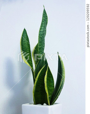 Popular houseplant Sansevieria potted plant 1 120209592