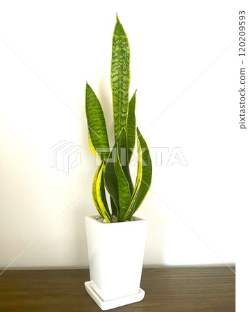 Popular houseplant Sansevieria potted plant 2 120209593