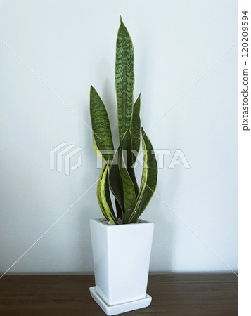 盆栽虎尾蘭,一種流行的觀賞植物 3 盆栽虎尾蘭,一種流行的觀賞植物 3 120209594