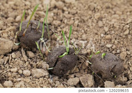 Guerilla Gardening Reforestation, DIY. Seed ball plantation. Seed bombs on dry soil 120209635