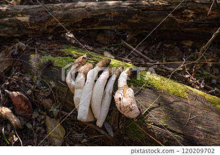 收穫的臭角蘑菇 120209702