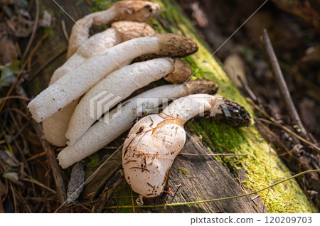 Harvested turtle mushrooms Harvested turtle mushrooms 120209703