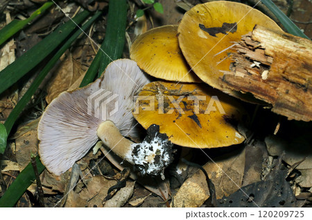 Uramurasakimeji mushrooms growing in clusters on the soil of a wooded area (natural light + strobe macro close-up) Uramurasakimeji mushrooms growing in clusters on the soil of a wooded area (natural light + strobe macro close-up) 120209725