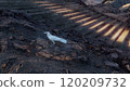 White Crow on rocky  120209732