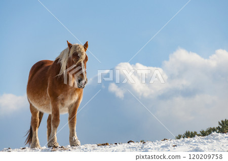A horse standing in the snow A horse standing in the snow 120209758
