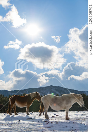 A mother and her baby horse standing on a snowy field 120209761