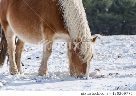 一匹寒冷的馬在雪地裡吃草 120209775