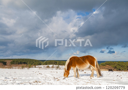 A horse grazing on a snowy field A horse grazing on a snowy field 120209779
