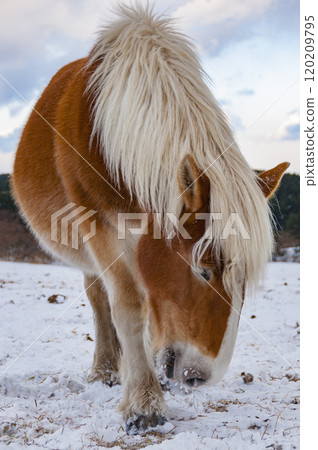 Cold horse of the snowy field 120209795