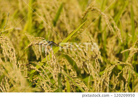 收穫臨近時,蜻蜓棲息在稻穗上 收穫臨近時,蜻蜓棲息在稻穗上 120209950