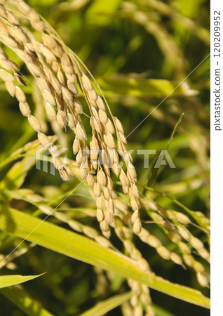 大米早收 120209952