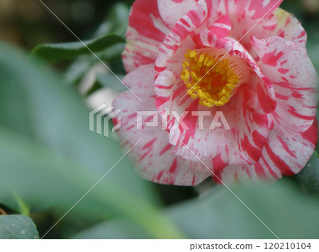 山茶花、山茶花、蝦夷錦、蝦夷錦 120210104