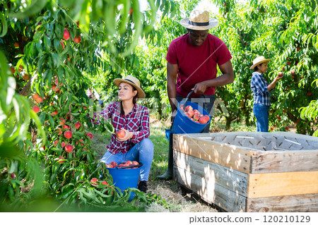 Woman farmer with male partner harvesting ripe peaches in fruit garden Woman farmer with male partner harvesting ripe peaches in fruit garden 120210129