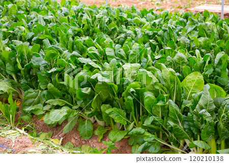 Growing mangold in the greenhouse 120210138