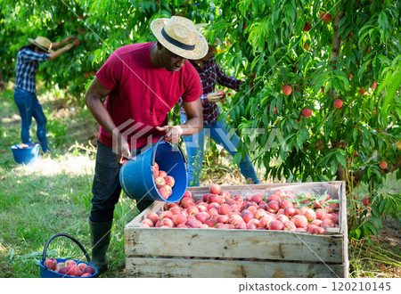 African American filling boxes with harvested peaches in orchard 120210145