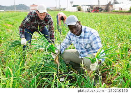 African american farmer harvesting young garlic in field 120210156