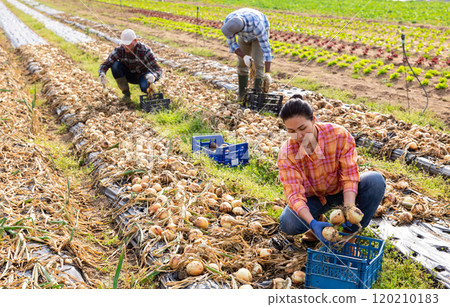 Multiethnic team of farm workers picking onion Multiethnic team of farm workers picking onion 120210183