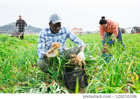 Farmer harvesting young garlic with plantation workers Farmer harvesting young garlic with plantation workers 120210186