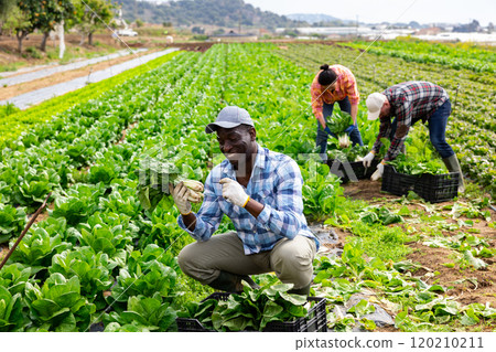 Successful horticulturist showing harvested chard on farm plantation Successful horticulturist showing harvested chard on farm plantation 120210211