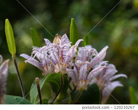 紅紫色斑點桑花 120210267