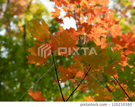 糖楓的鮮紅秋葉 糖楓的鮮紅秋葉 120210380