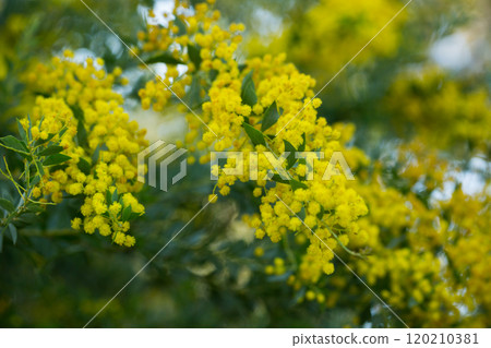 Yellow flowers of the australian acacia cultriformis 120210381
