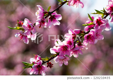 Peach tree flowers on sky background 120210435