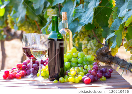 Wine and grape bunches on wooden table in vineyard 120210456