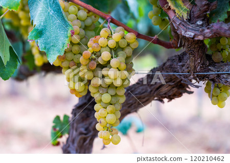 White grapes hanging on vine in vineyard White grapes hanging on vine in vineyard 120210462