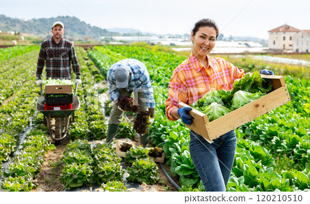 Positive asian woman farmer holding lettuce box in field 120210510