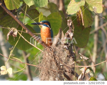 Kingfisher taken in a nearby stream 120210539