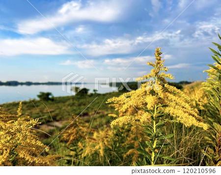 A cluster of wild goldenrods 120210596
