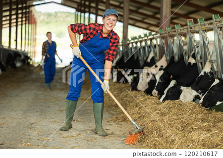 Positive girl works with cows in barn, moves hay closer to cows, provides feeding for animal 120210617