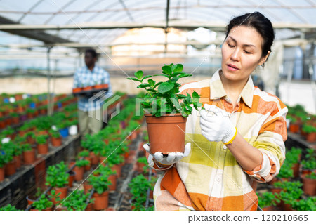Focused Asian woman greenhouse owner growing mint in pots 120210665