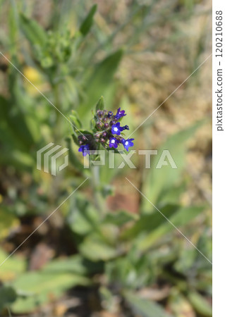 Common bugloss Common bugloss 120210688