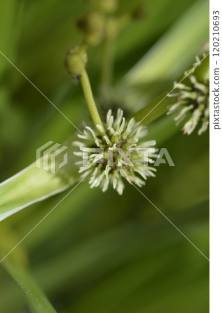Branched bur-reed Branched bur-reed 120210693