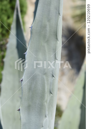 Century plant 120210699