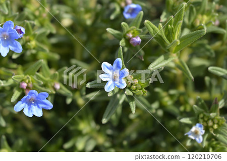 Scrambling gromwell 120210706