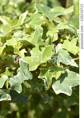 English Ivy Yellow Ripple 120210715