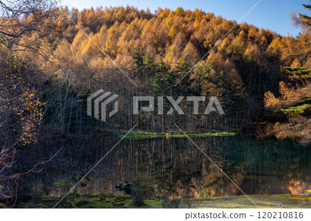 深秋的米沙卡池塘,黃色落葉松葉倒映在其中 深秋的米沙卡池塘,黃色落葉松葉倒映在其中 120210816