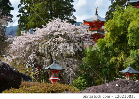 Cherry blossoms at Shohoji Temple in Oharano, Kyoto Cherry blossoms at Shohoji Temple in Oharano, Kyoto 120210833