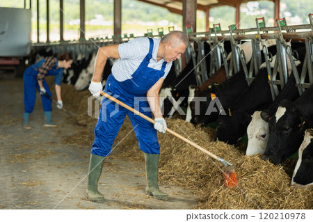 Elderly man sweeps hay in cowshed 120210978